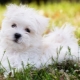 Maltese lap-dog: description of the dog breed, nature and content