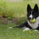 Karelian bear dog: breed description and contents