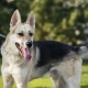 Half-breed shepherd and husky: description, nature and content