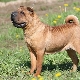 Mixed-breed sharpei: types and keeping of dogs