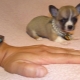 Micro chihuahua: how do dogs look and how to keep them?