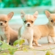 Mini Chihuahua: how do dogs look and how to keep them?