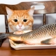 Can cats be fed fish and what are the limitations?