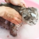 Can a cat be washed with ordinary shampoo and what will happen?