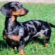 Marble dachshund: color features, character and content