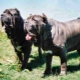 Neapolitan mastiff: description and recommendations on the content