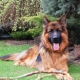 German shepherd working breeding