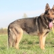 German shepherd zonar color: types and nuances of content