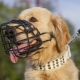 Does a Labrador need a muzzle and how to choose it?