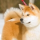 The nuances of education and training Akita Inu