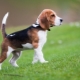 The nuances of education and training beagle