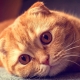 About Scottish fold cats with a red color