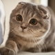 Color of scottish fold cats