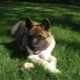 Description and content of black Akita Inu