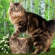 Description and content of Kurilian Bobtail cats