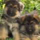 Description and maintenance of a German Shepherd puppy at 1 month