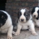 Description and maintenance of Alabai puppies at the age of 1 month