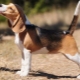 Description and maintenance of beagle puppies at 4 months