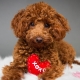Description of curly dog ​​breeds and their content