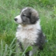 Description of the Romanian shepherd dogs, their nature and content