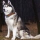 Husky Character Features