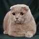 Features of purple Scottish fold cats