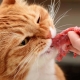 Features of natural nutrition for cats