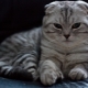 Features of the Scottish fold tabby cat