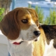 Features of the content of the beagle in the apartment