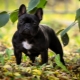 Features of the care of the French Bulldog
