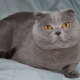 Features of a fold Scottish blue cat