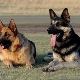 Differences between the German Shepherd and the East European