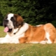 Differences of breeds Moscow Watchdog and St. Bernard