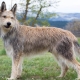 Picardy Shepherd Dogs: breed description and conditions for keeping dogs
