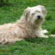 Pyrenean Shepherd Dog: features and content