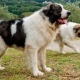 Iberian Mastiff: what is this breed and how to care for it?