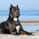 Pros and Cons of Cane Corso Character