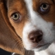 Pros and cons of the Beagle breed