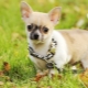 Pros and Cons of Chihuahua