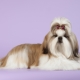 Pros and cons of the Shih Tzu breed