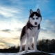 Pros and Cons of a Husky Dog Breed