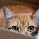 Why do cats like boxes and bags?