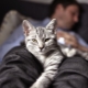 Why do cats sleep at the owner’s feet?
