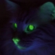 Why do cats glow in the dark?