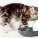 Drinking bowls for cats: varieties and recommendations for selection