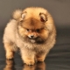 Bear-type Pomeranian: advantages, disadvantages and subtleties of care