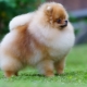 Pomeranian Spitz: description of the breed and character, colors and care
