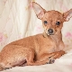 A cross between a chihuahua and a toy terrier: features, a description of the character and content