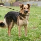 Crossbreeds of mutts and shepherd dogs