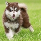 Pomsky: breed characterization and content